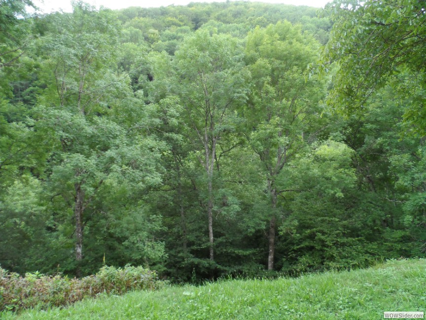 Côté jardin (Eté)