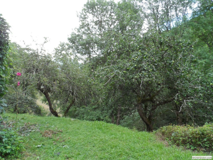 Côté ruisseau (Eté)